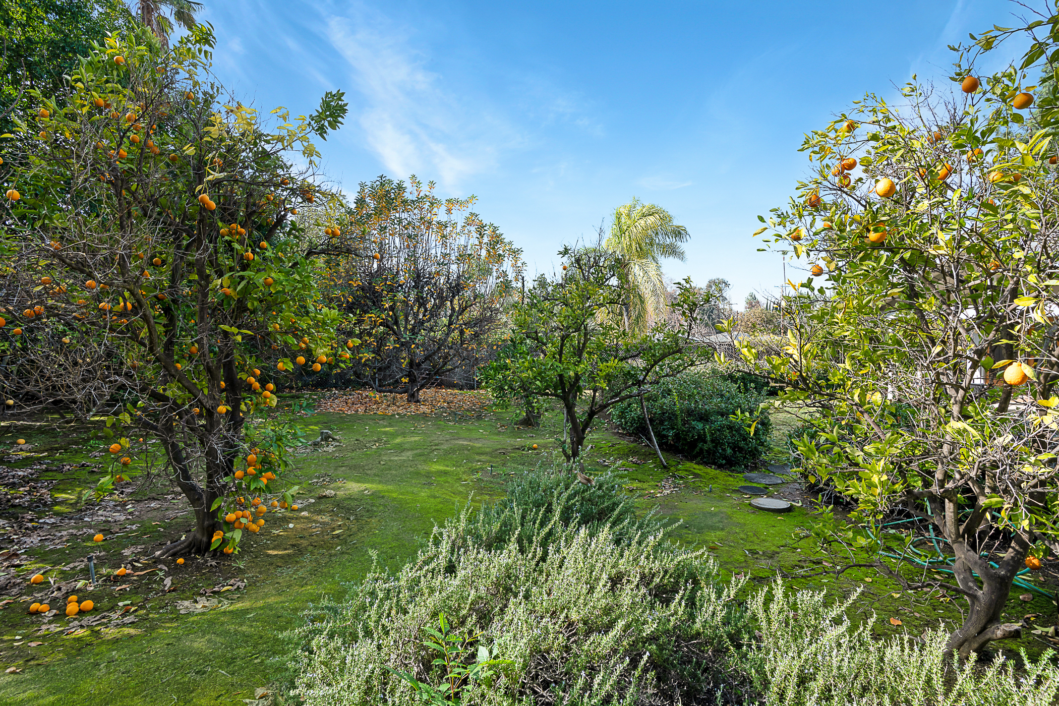 small grouping of fruit trees in yard